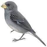 Temminck's Seedeater Illustration