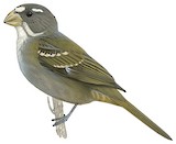 Buffy-fronted Seedeater Illustration