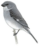 Plumbeous Seedeater Illustration