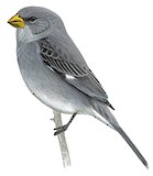 Tropeiro Seedeater Illustration