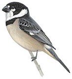 Rusty-collared Seedeater Illustration