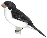 White-bellied Seedeater Illustration