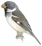 Parrot-billed Seedeater Illustration