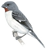 Chestnut-throated Seedeater Illustration