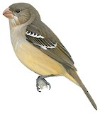 Drab Seedeater Illustration