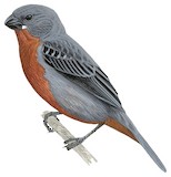 Chestnut-bellied Seedeater Illustration