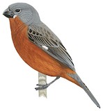 Ruddy-breasted Seedeater Illustration