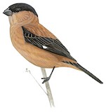 Copper Seedeater Illustration