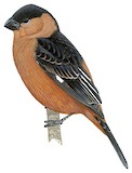 Black-and-tawny Seedeater Illustration