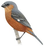 Tawny-bellied Seedeater Illustration