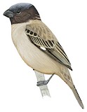 Ibera Seedeater Illustration