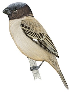 Ibera Seedeater