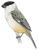 Pearly-bellied Seedeater Illustration