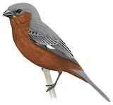 Rufous-rumped Seedeater Illustration