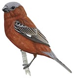 Chestnut Seedeater Illustration