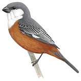 Marsh Seedeater Illustration