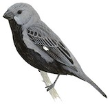 Black-bellied Seedeater Illustration