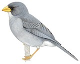 Cinereous Finch Illustration