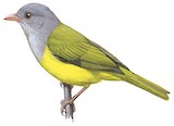 Grey-hooded Bush Tanager Illustration