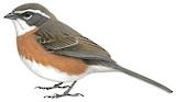 Bolivian Warbling Finch Illustration