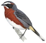 Black-and-chestnut Warbling Finch Illustration