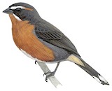 Black-and-rufous Warbling Finch Illustration