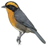 Rufous-browed Hemispingus Illustration