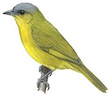 Grey-capped Hemispingus Illustration