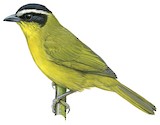 White-browed Hemispingus Illustration