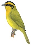 Orange-browed Hemispingus Illustration