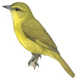 Oleaginous Hemispingus Illustration