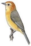 Buff-bellied Tanager Illustration