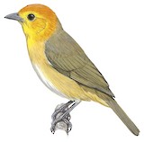 Orange-headed Tanager Illustration