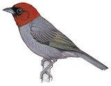 Chestnut-headed Tanager Illustration