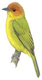 Rust-and-yellow Tanager Illustration