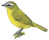 Superciliaried Hemispingus Illustration