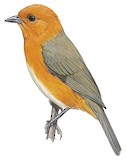 Rufous-chested Tanager Illustration