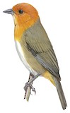 Brown-flanked Tanager Illustration