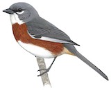 Bay-chested Warbling Finch Illustration