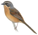 Long-tailed Reed Finch Illustration