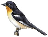 White-rumped Tanager Illustration