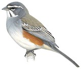 Rufous-sided Warbling Finch Illustration