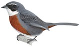 Chestnut-breasted Mountain Finch Illustration