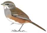 Grey-throated Warbling Finch Illustration