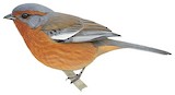 Rusty-browed Warbling Finch Illustration