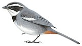 Ringed Warbling Finch Illustration