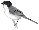 Black-capped Warbling Finch Illustration