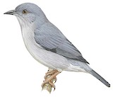 Pearly-breasted Conebill Illustration