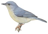 Bicolored Conebill Illustration