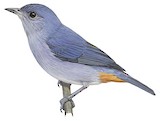 Chestnut-vented Conebill Illustration